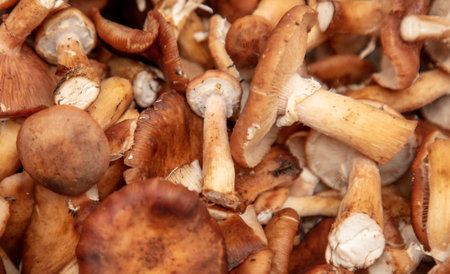 Mushrooms honey agarics as a background. close-up