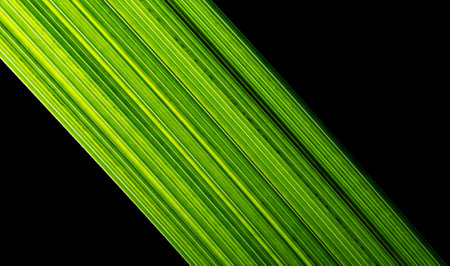 Green palm leaf isolated on black background. close-up