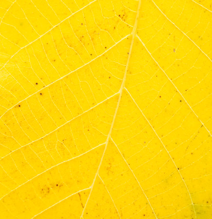 Yellow autumn leaf from a tree as a background. Macro