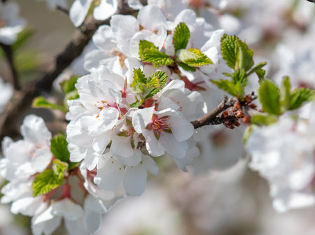 Flowers on branches of cherry in spring. Natureの写真素材
