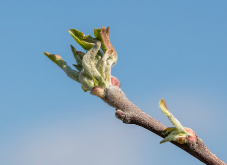 Opening bud with leaves on an apple tree branch against a blue sky. Natureの写真素材