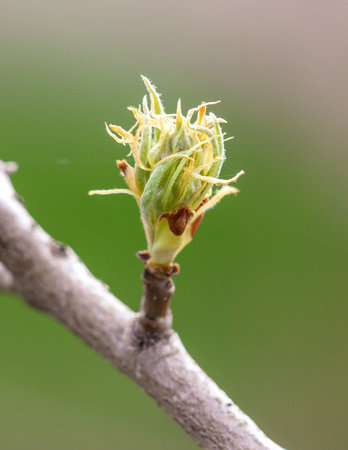 Opening bud on pear branch in spring. Natureの写真素材