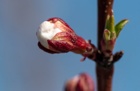 Flowers on the branches of apricot against the blue sky. nature in spring