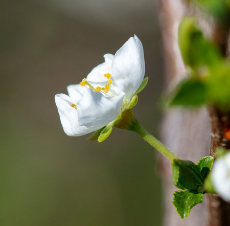 Flowers on branches of cherry in spring. Natureの写真素材