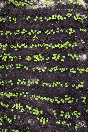 Radish sprouts break through the ground in spring. Nature
