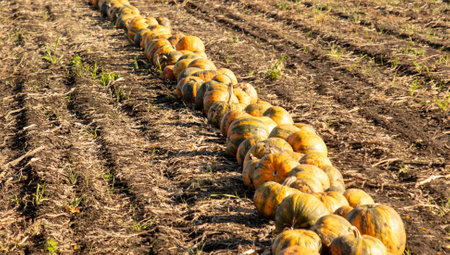 Ripe pumpkins lie on the ground in a field. Harvestの写真素材
