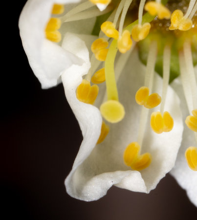 Cherry blossoms on a black background in spring. Macroの写真素材