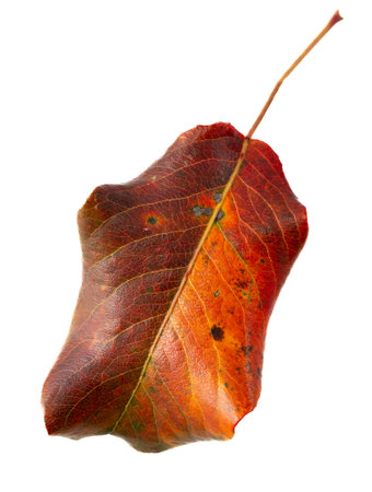 Autumn leaf from a tree isolated on a white background. close-upの写真素材