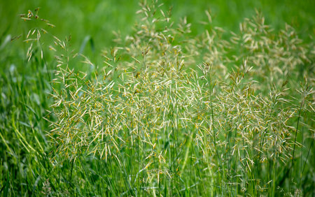 Green ears of corn on the grass in nature. close-upの写真素材