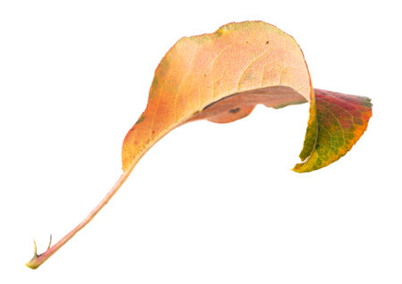 Autumn leaf from a tree isolated on a white background. close-up