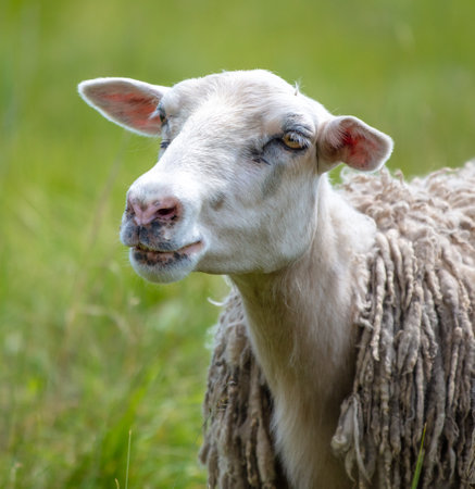 Sheep grazes in green grass. Pastureの写真素材