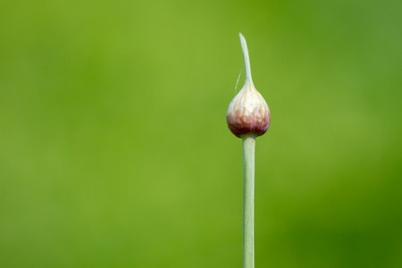 Closed onion flower in vegetable garden. Nature