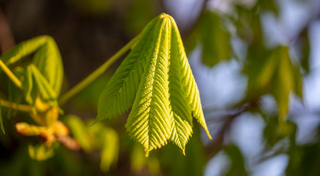 Opening bud on a tree in spring. Natureの写真素材