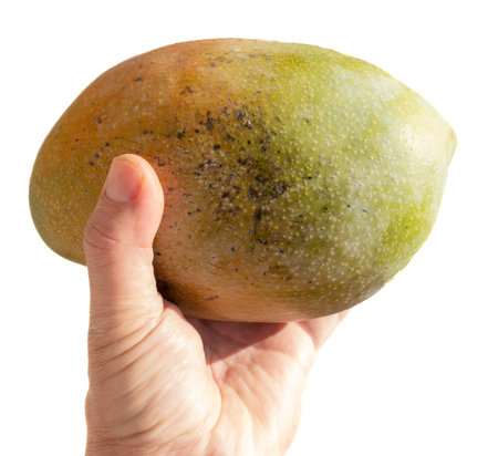 Ripe mango in hand on a white background. close-upの写真素材