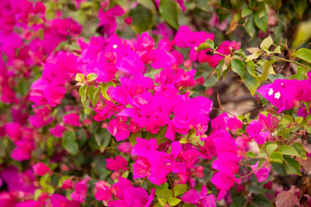 Beautiful pink flowers on a plant in the park. Nature