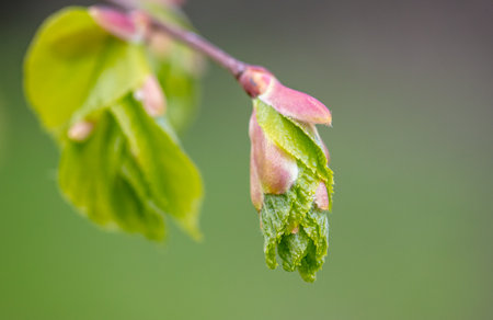 Opening bud on a tree in spring. Natureの写真素材