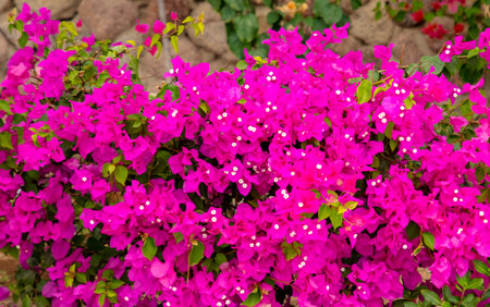 Beautiful pink flowers on a plant in the park. Nature