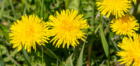 Yellow dandelions in green grass in spring. nature.