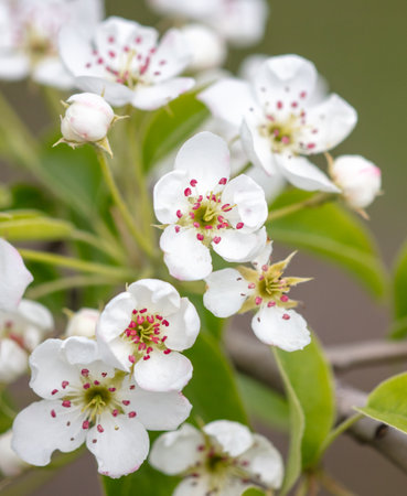 Flowers on the branches of a pear tree in spring. Natureの写真素材