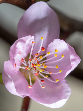 Flowers on a peach in spring. Natureの写真素材