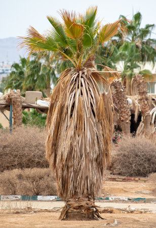 Old dead palm tree in nature in the desert.の写真素材