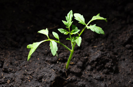 Tomato seedling in the ground in spring. close-up