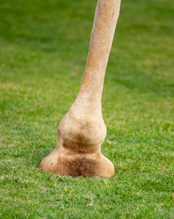 Camel's foot on green grass. close-upの写真素材