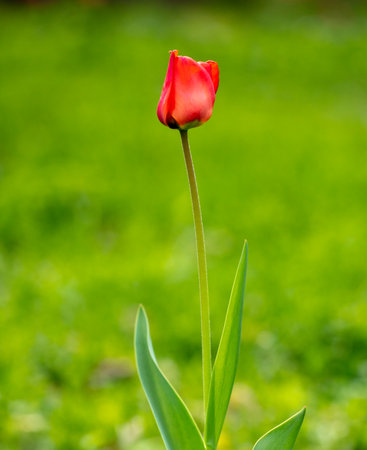 Red tulip flower in the park. Nature