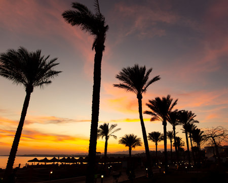 Silhouettes of palm trees at sunset. nature in the tropicsの写真素材