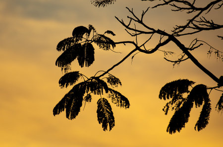 Tree leaves at sunset. backgroundの写真素材