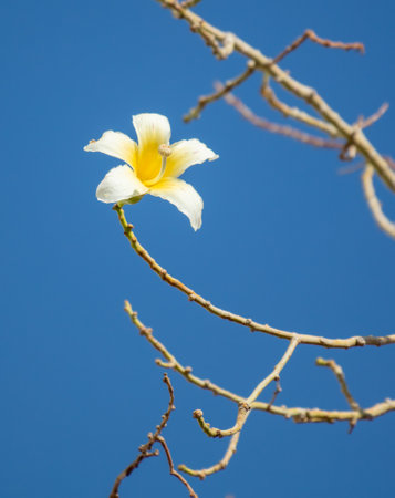 Yellow flower on a tree against a blue sky. Natureの写真素材