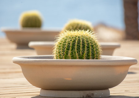 Cactus in a pot by the sea. Nature