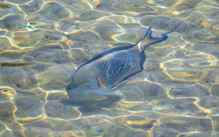 fish in sea water. Nature