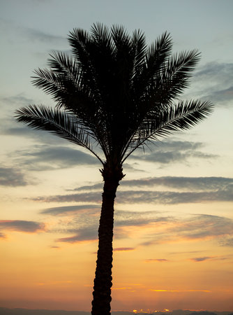 Black silhouettes of palm trees on the background of the sunset. Natureの写真素材