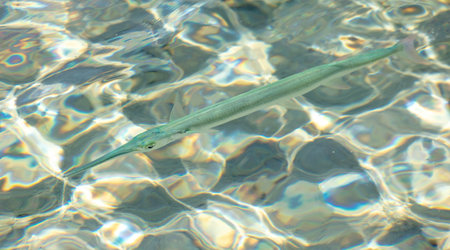 Fish needle in sea water. Nature