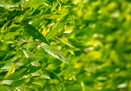 Green leaves on a hedge. background