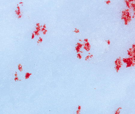 Red blood on white snow as background.の写真素材