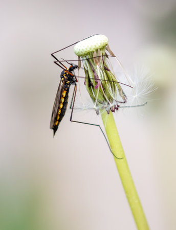Large mosquito on a dandelion in nature. Macro