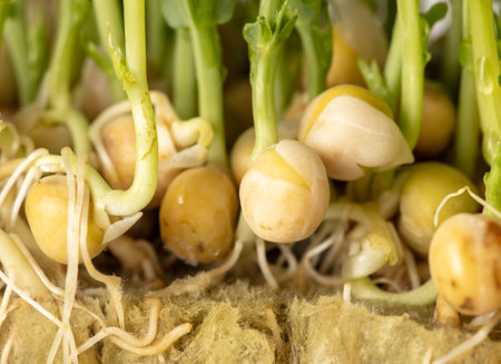 Roots of sprouted peas in nature. Macroの写真素材