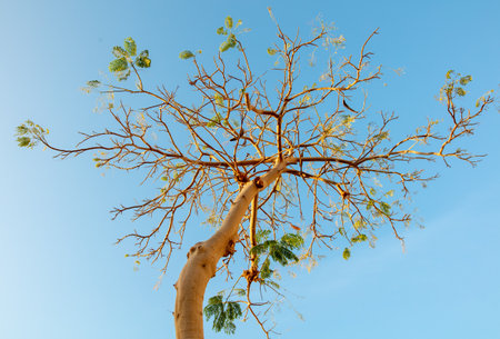 Tree in summer against the blue sky.