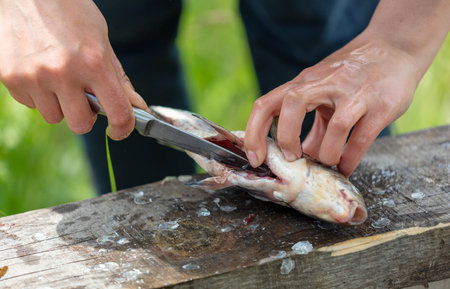 Cleaning fish with hands in nature. close-up