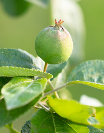 Small apple on a tree branch in nature.の写真素材