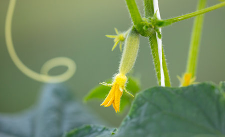 Small cucumber with a flower on plants in the garden. close-upの写真素材