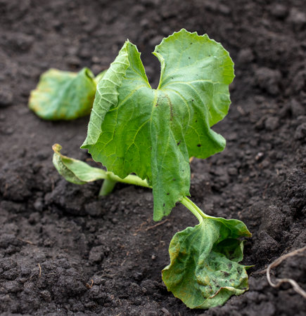 Drying melon leaves in the ground. Natureの写真素材