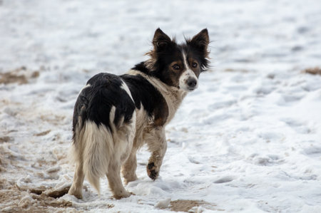 Portrait of a stray dog in the snow in winter..の写真素材
