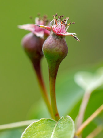 Small pears on a tree in spring. Natureの写真素材