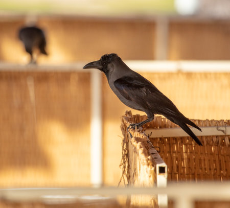 Portrait of a black crow in the park. birdの写真素材