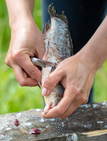 Cleaning fish with hands in nature. close-upの写真素材