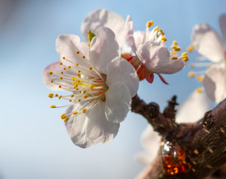 Flowers on an apricot tree in spring. Natureの写真素材