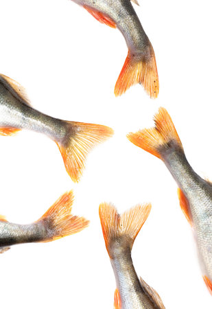 Tail of perch fish isolated on white background.の写真素材